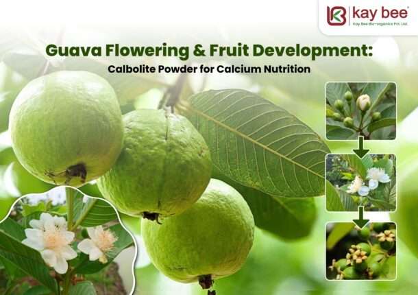 Young guava fruit setting after flowering stage
