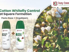 Whitefly control on cotton leaves during square formation stage using Pesto Raze and OrgaNeem