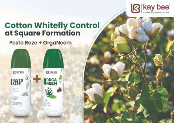 Whitefly control on cotton leaves during square formation stage using Pesto Raze and OrgaNeem