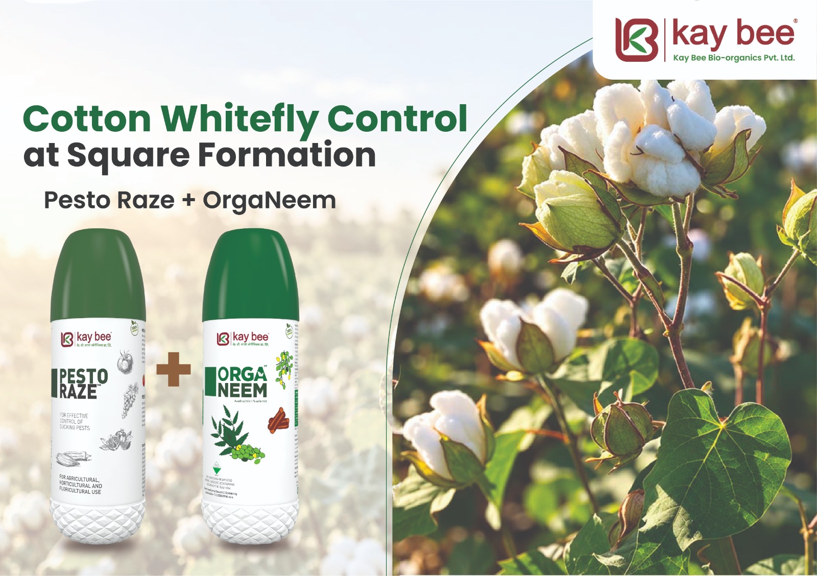 Whitefly control on cotton leaves during square formation stage using Pesto Raze and OrgaNeem