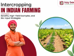 Intercropping